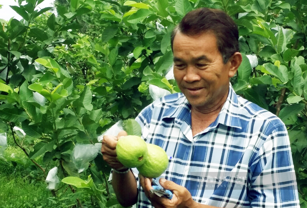 Bạc Liêu: Lão nông người Khmer thu nửa triệu/ngày nhờ vườn ổi không xịt thuốc trừ sâu - Ảnh 7.