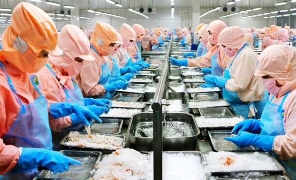 Thủy sản Minh Phú (MPC) chi gần 400 tỷ trả cổ tức năm 2020, tỷ lệ 20% - Ảnh 1.
