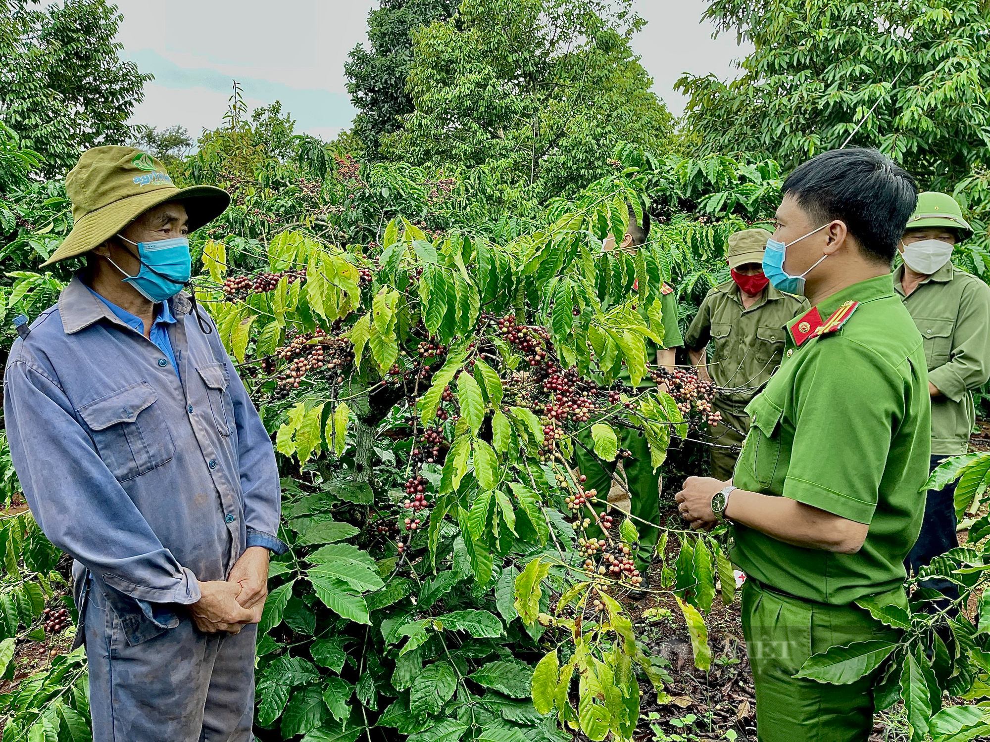 Đắk Lắk: Giá cà phê tăng cao nhưng nông dân không lo lo mất trộm - Ảnh 1.