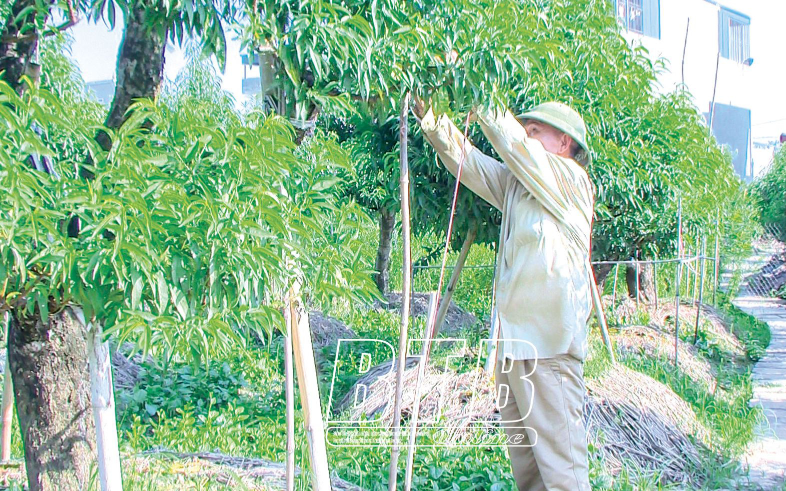 Thái Bình: Những nông dân tỷ phú, có nông dân trồng cây cảnh, nuôi gà giống ngoại mà giàu hẳn lên