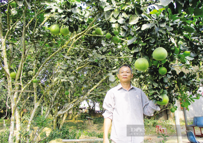 Đà Nẵng: Hàng trăm nông dân ở Hòa Ninh đổi đời nhờ trồng loại cây đặc sản  - Ảnh 1.