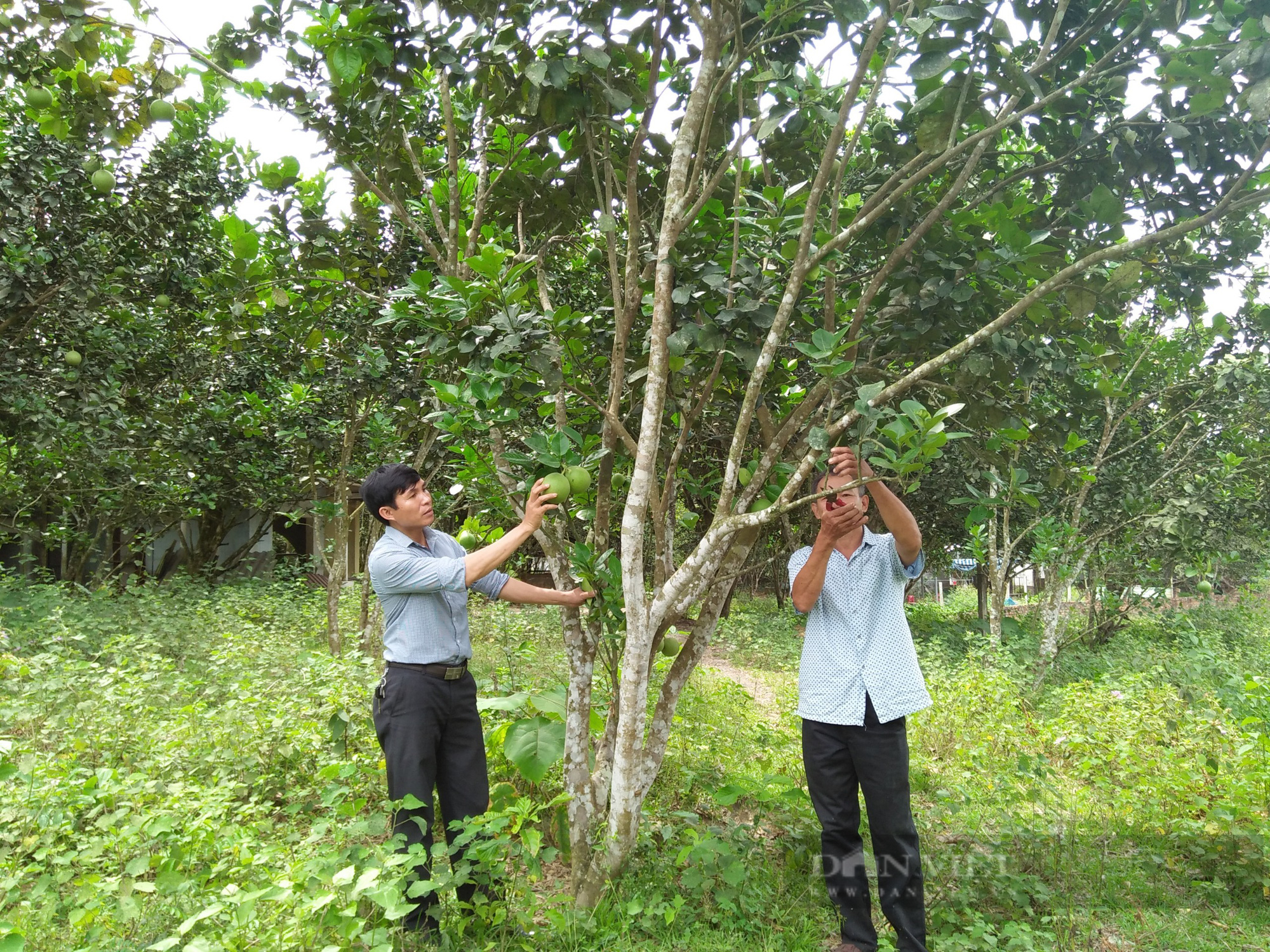 Đà Nẵng: Hàng trăm nông dân ở Hòa Ninh đổi đời nhờ trồng loại cây đặc sản  - Ảnh 2.
