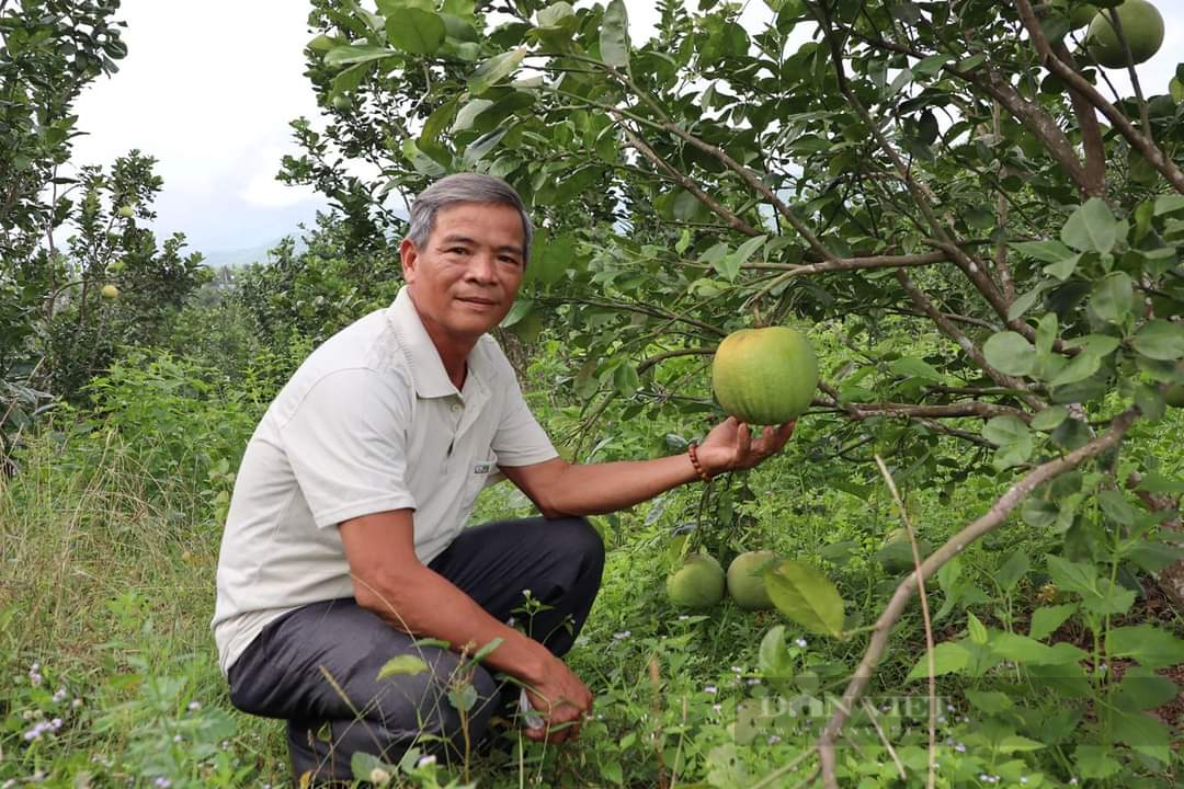 Đà Nẵng: Hàng trăm nông dân ở Hòa Ninh đổi đời nhờ trồng loại cây đặc sản  - Ảnh 4.