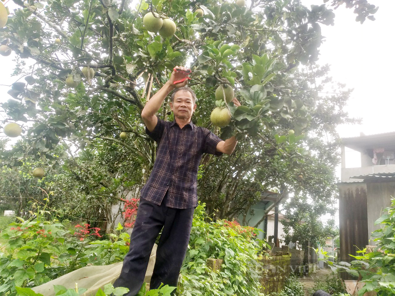 Đà Nẵng: Hàng trăm nông dân ở Hòa Ninh đổi đời nhờ trồng loại cây đặc sản  - Ảnh 5.