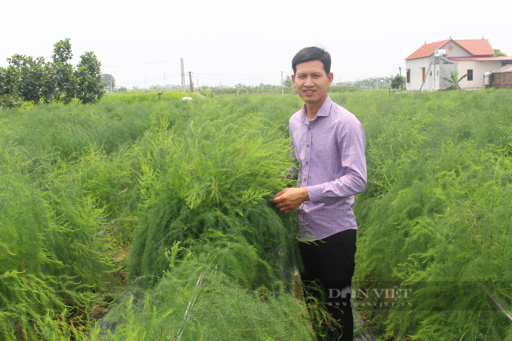 Bắc Ninh: Măng tây xanh có thương hiệu, cứ 1 mẫu người trồng thu hơn 400 triệu đồng/năm - Ảnh 1.