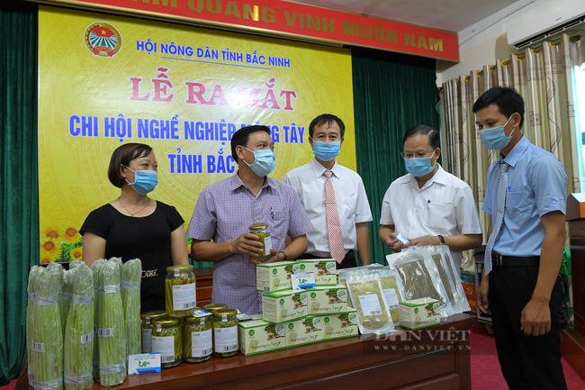 Bắc Ninh: Măng tây xanh có thương hiệu, cứ 1 mẫu người trồng thu hơn 400 triệu đồng/năm - Ảnh 2.