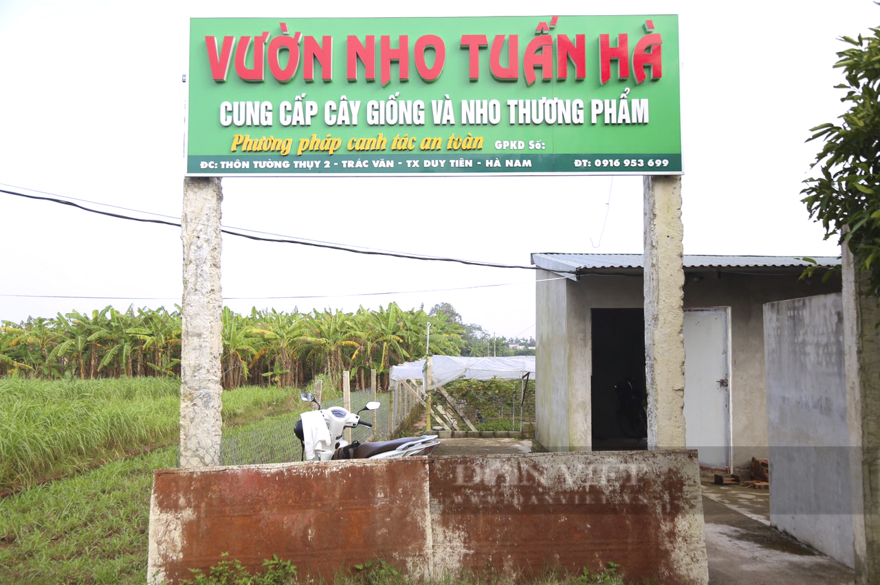 Vợ chồng trồng nho Hạ Đen tại Hà Nam ai cũng can, vượt qua khó khăn, mỗi năm thu nửa tỷ - Ảnh 2.