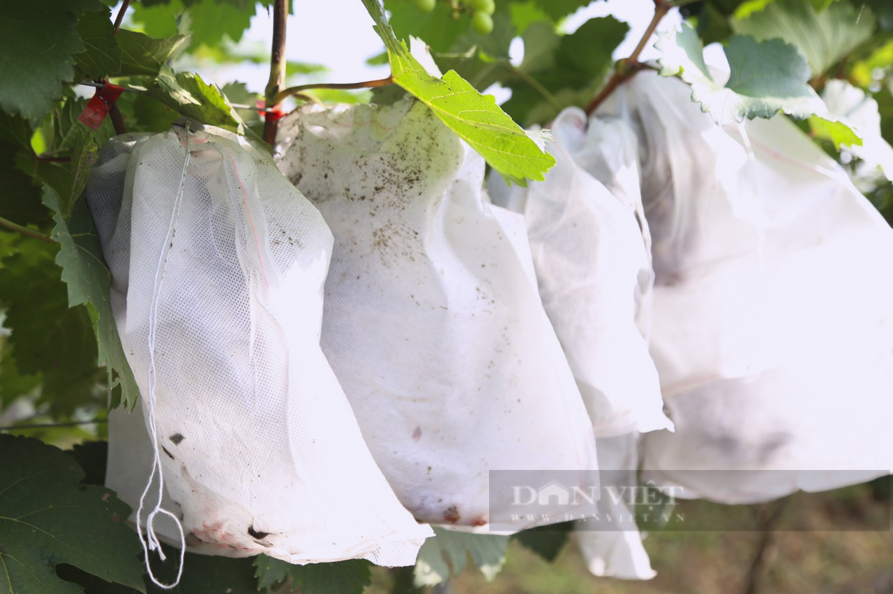 Vợ chồng trồng nho Hạ Đen tại Hà Nam ai cũng can, vượt qua khó khăn, mỗi năm thu nửa tỷ - Ảnh 7.