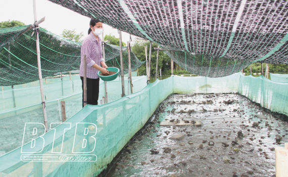 Thái Bình: Biến ruộng thành ao nuôi 2 loài con đặc sản bơi lội rất tài, nông dân này thu tiền tỷ - Ảnh 1.