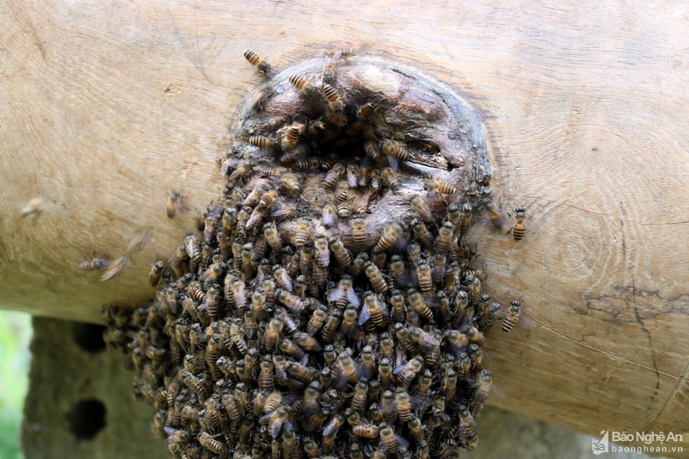 Nghệ An: Theo chân cao thủ đi săn ong giống ngồi canh giữa nắng trưa, quên ăn, quên ngủ chờ ong &quot;đổ bộ&quot; - Ảnh 10.
