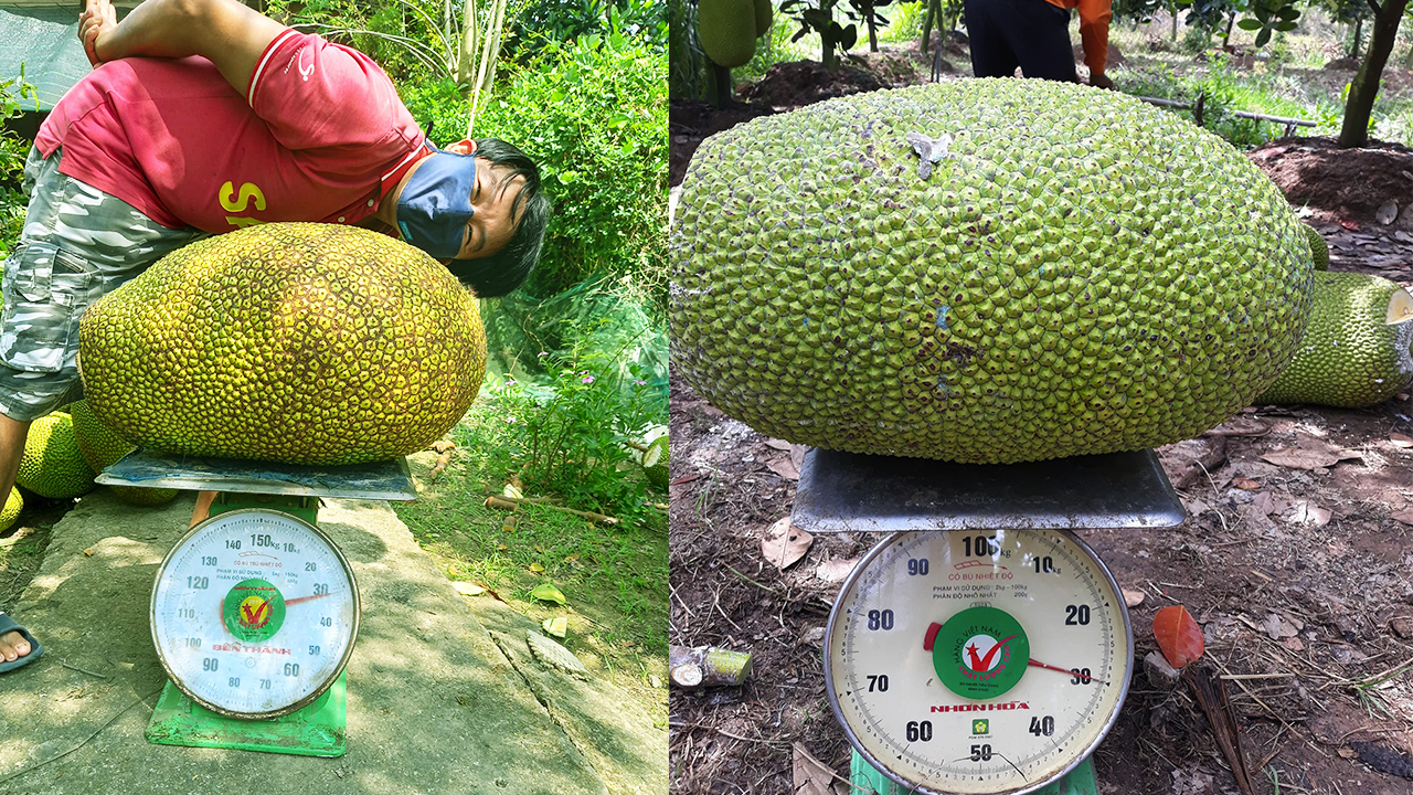 Giá mít Thái hôm nay 3/11: Giá mít nhích nhẹ, vựa nói sắp tăng giá, nhà vườn khoe nhiều trái mít nặng trên 30kg - Ảnh 1.