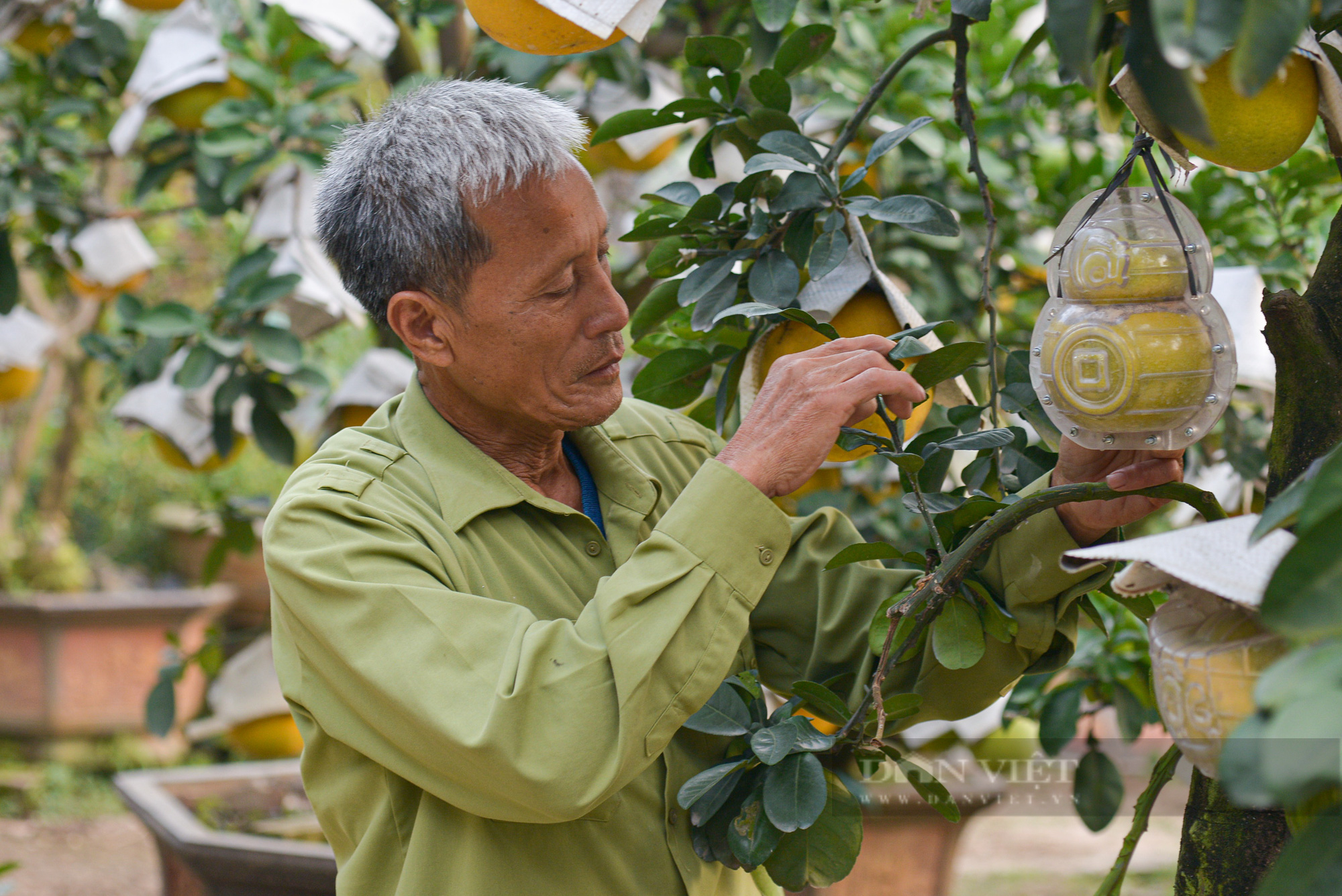 Lão nông Hà Nội sở hữu vườn ngũ quả bon sai được đồn cho thu nhập 2 tỷ/năm - Ảnh 12.