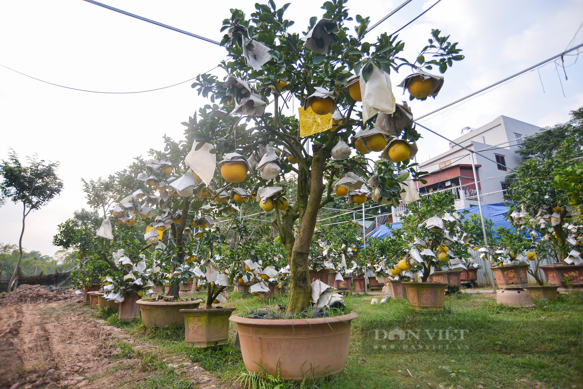 Lão nông Hà Nội sở hữu vườn ngũ quả bon sai được đồn cho thu nhập 2 tỷ/năm - Ảnh 8.