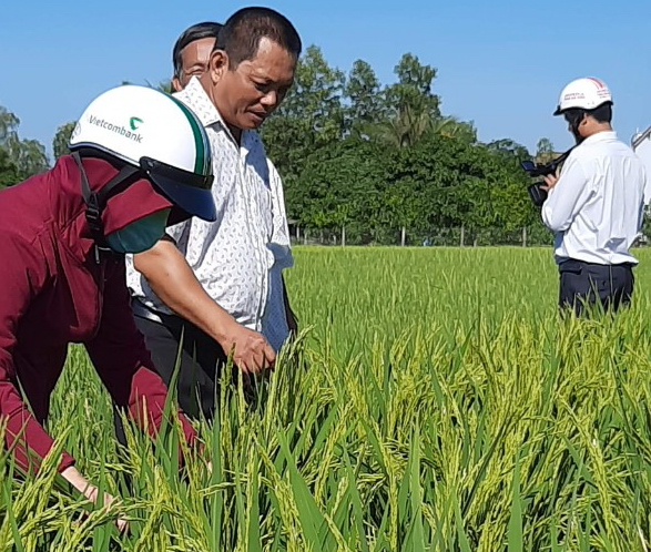 Nông dân miền núi làm Gạo Tánh Linh ở Bình Thuận thu nhập đến 700 triệu đồng/năm - Ảnh 5.