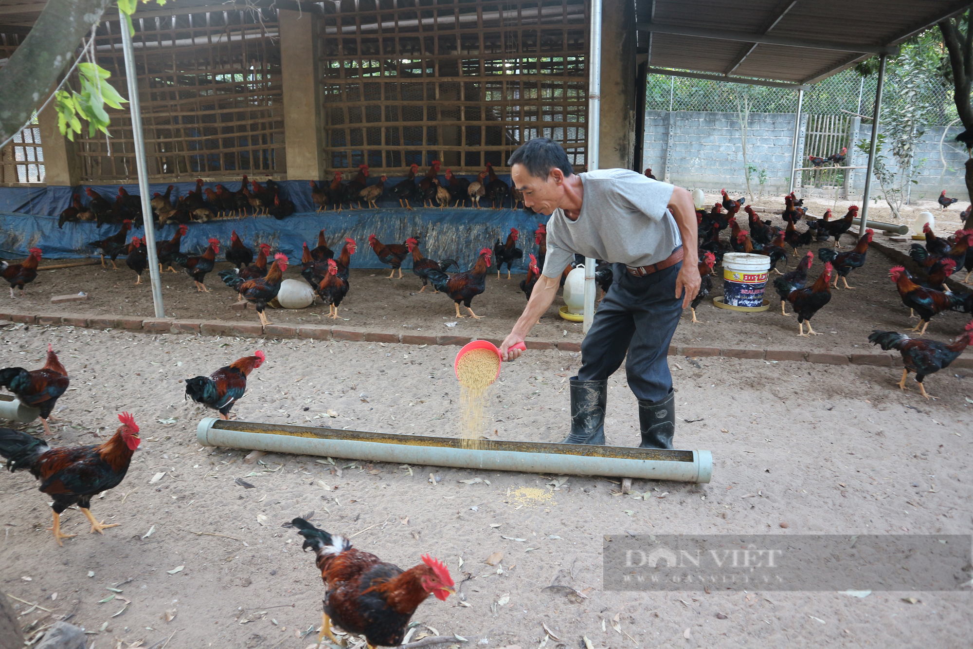 Giá gia cầm hôm nay 30/11: Giá vịt thịt có nơi nhích lên, giá gà công nghiệp &quot;ấm&quot; dần - Ảnh 2.