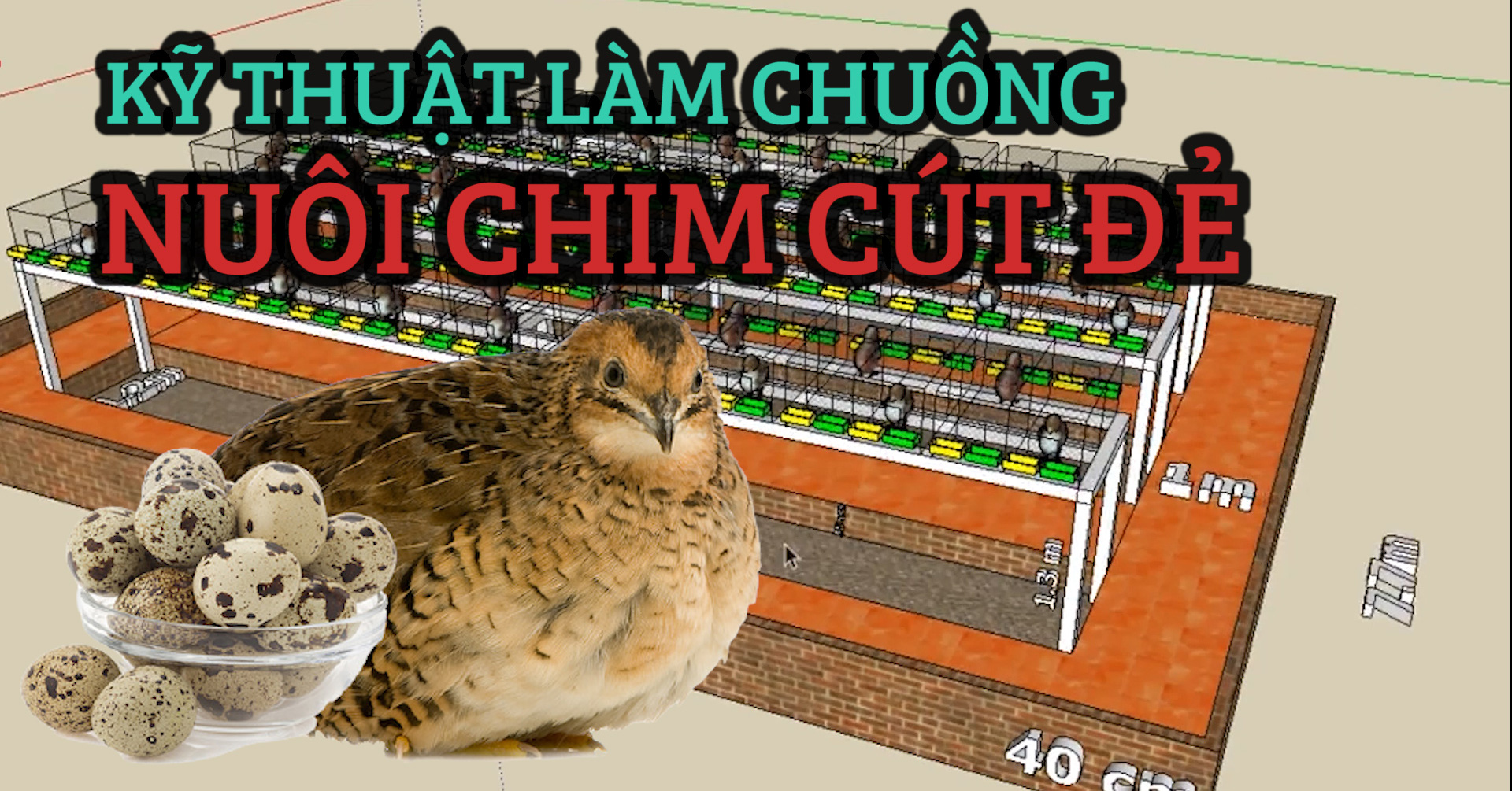 Egg incubators  6  Tự làm chuồng nuôi chim cút tại nhà  YouTube