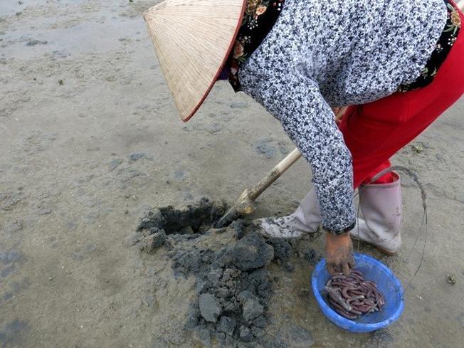 Sá sùng Nha Trang - món ăn thần dược mùa dịch dao động từ 500.000-5.000.000 triệu đồng/1kg - Ảnh 2.