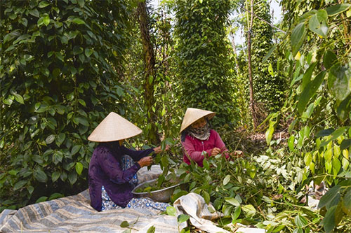 Bình Thuận: Giá tiêu &quot;nhảy theo cấp số cộng&quot;, nông dân hái mỏi tay vẫn thấy như mình &quot;đang mơ ước&quot; - Ảnh 1.