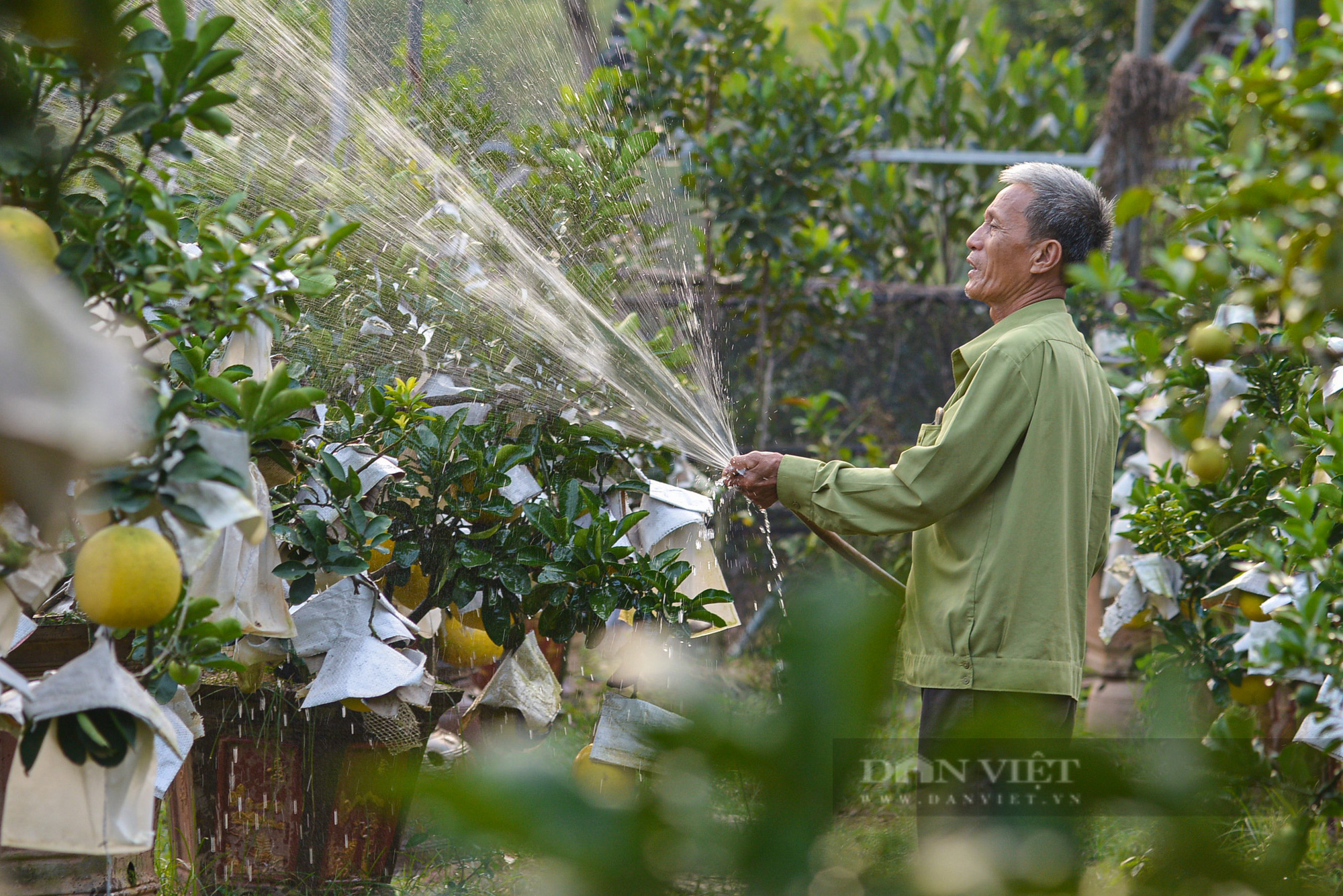 Lão nông Hà Nội sở hữu vườn ngũ quả bon sai được đồn cho thu nhập 2 tỷ/năm - Ảnh 1.