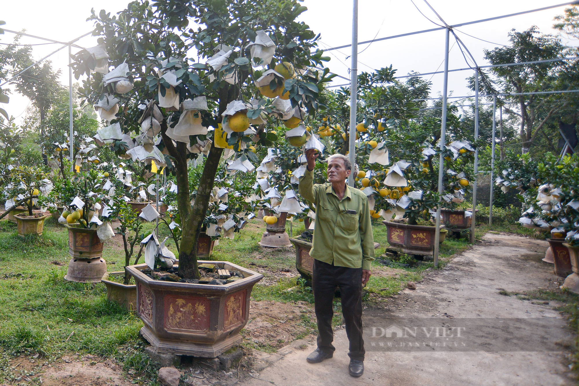 Lão nông Hà Nội sở hữu vườn ngũ quả bon sai được đồn cho thu nhập 2 tỷ/năm - Ảnh 3.