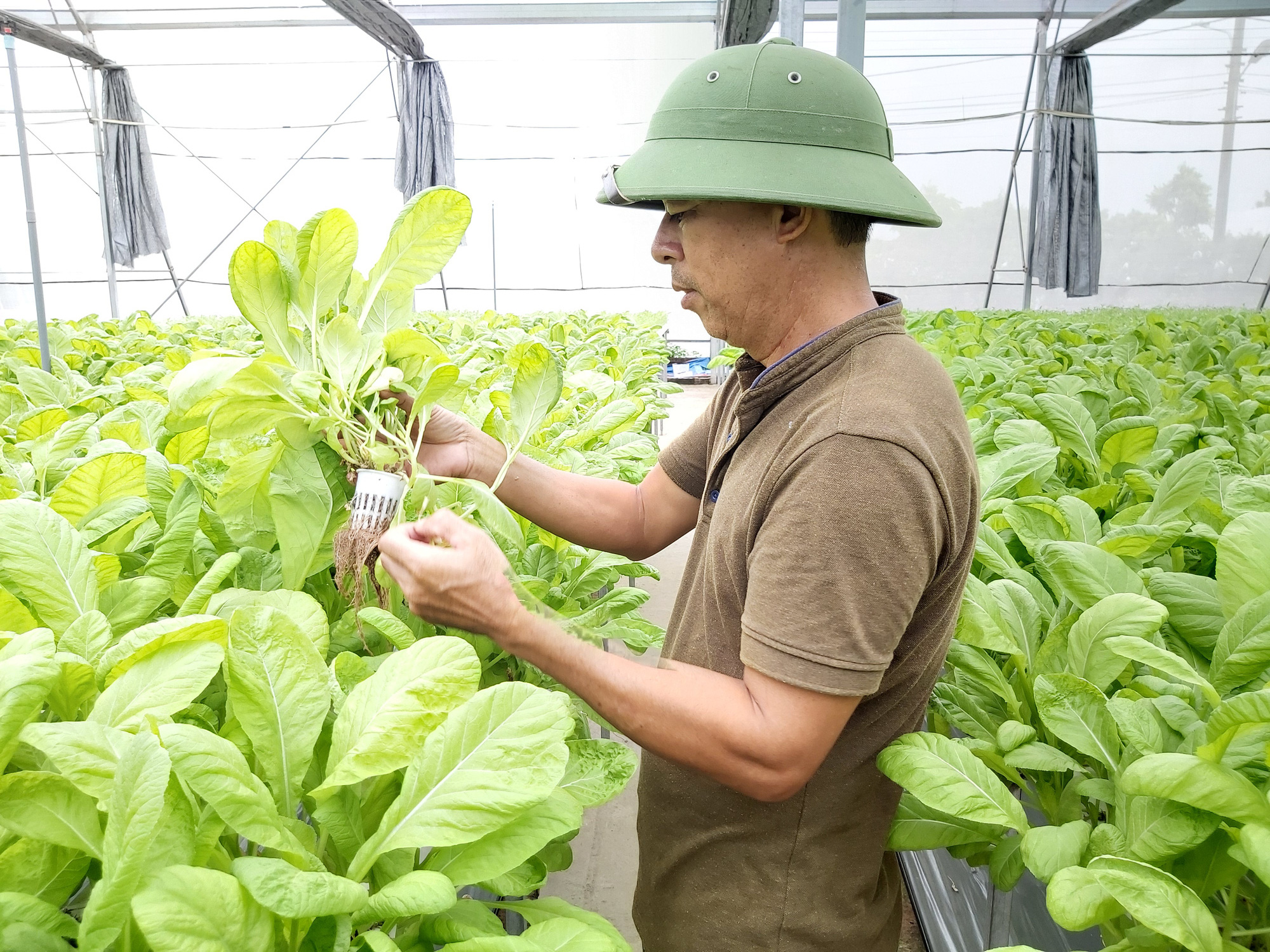 Hà Nội: Giàu lên từ nuôi lợn sạch, trồng rau không cần đất... nông nghiệp thông minh của Thủ đô lên ngôi - Ảnh 2.