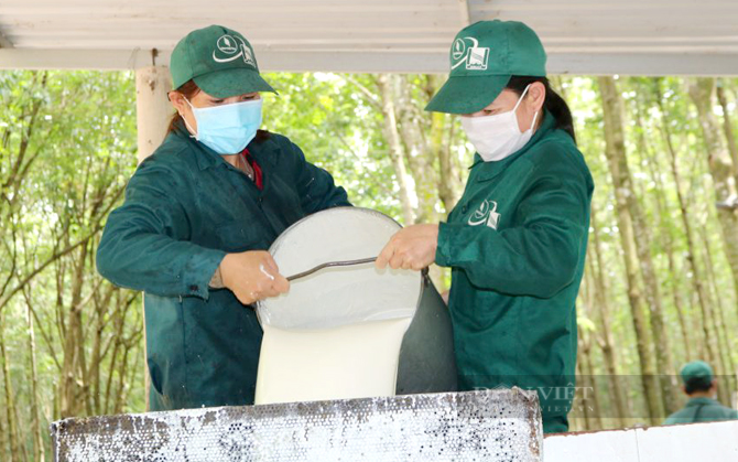 Công nhân khai thác mủ cao su tại công ty Cao su Phú Riềng, Bình Phước. Ảnh: Vũ Phong