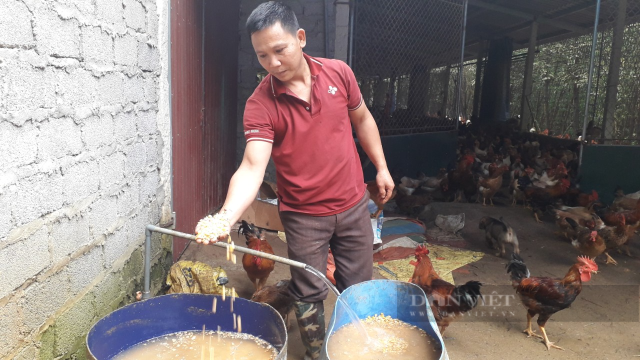 Thái Nguyên: Cho gà ăn men ủ tỏi vừa nhàn vừa tiết kiệm mà chất lượng gà lại thơm ngon - Ảnh 2.