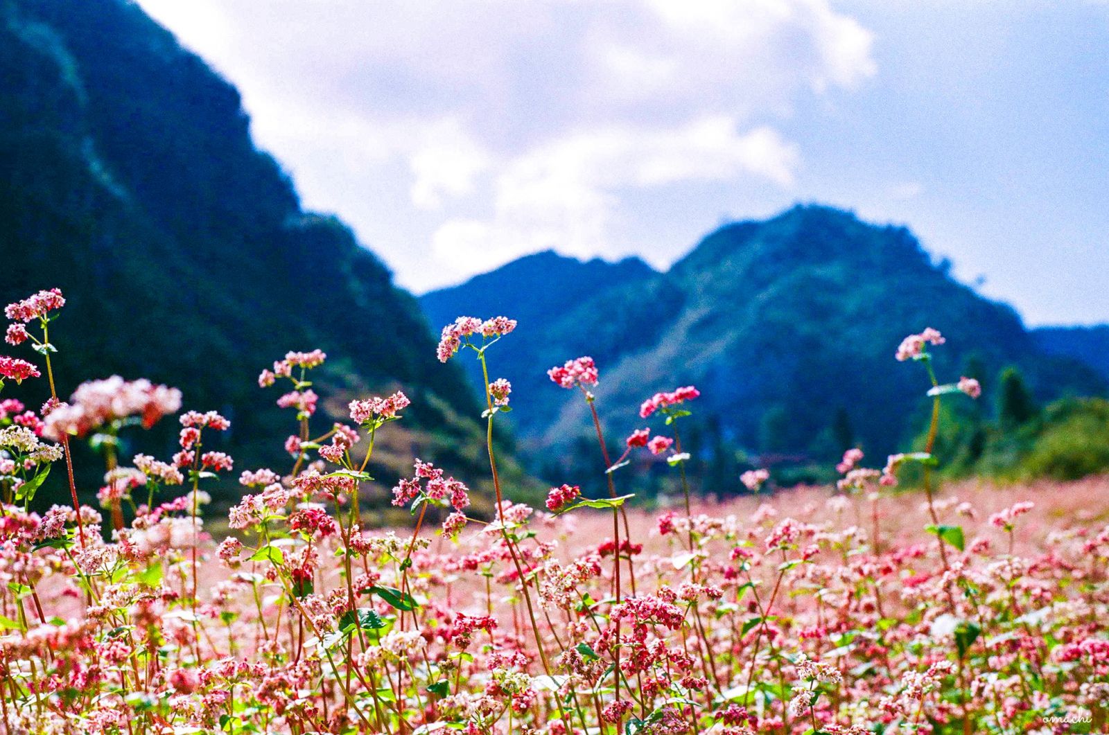 Du lịch Hà Giang mùa nào thì đẹp nhất? - Ảnh 5.