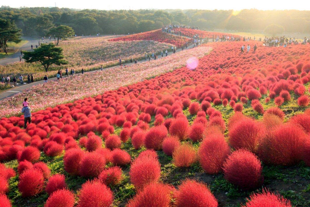 Mùa cỏ kochia nhuộm đỏ khắp Nhật Bản - Ảnh 1.