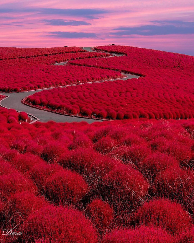 Mùa cỏ kochia nhuộm đỏ khắp Nhật Bản - Ảnh 10.