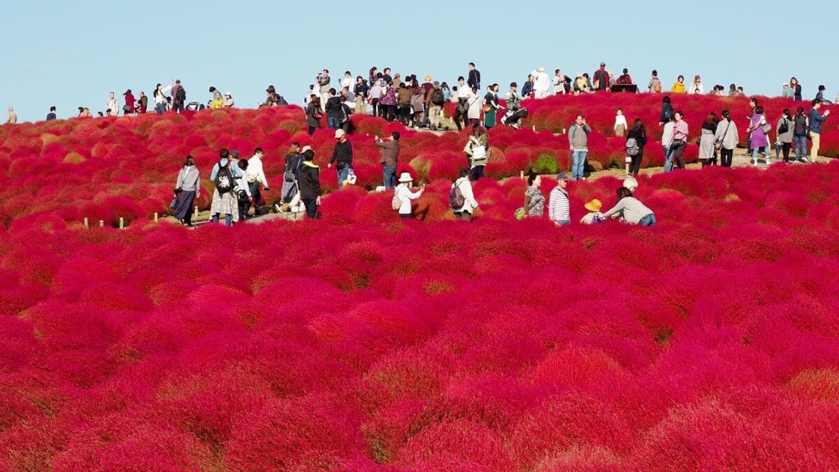 Mùa cỏ kochia nhuộm đỏ khắp Nhật Bản - Ảnh 2.
