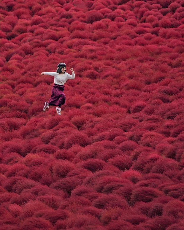 Mùa cỏ kochia nhuộm đỏ khắp Nhật Bản - Ảnh 3.