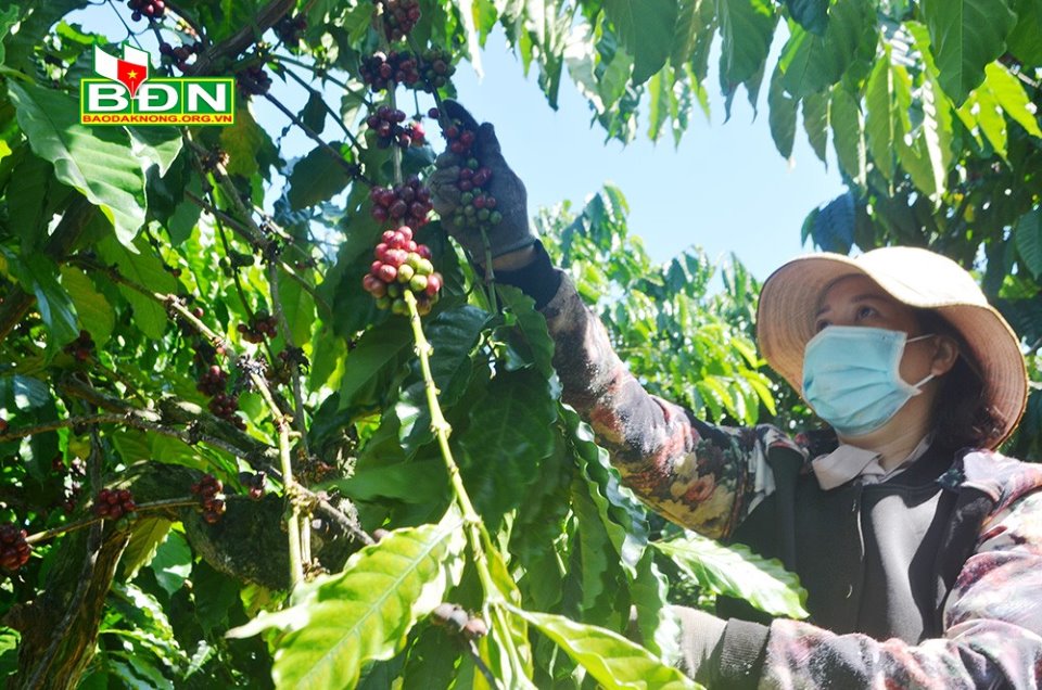 Đắk Nông: Trồng 4ha cà phê, gặp đầu mùa giá tăng, bán 10 tấn cà phê được 400 triệu, nông dân này lãi hơn 50% - Ảnh 1.
