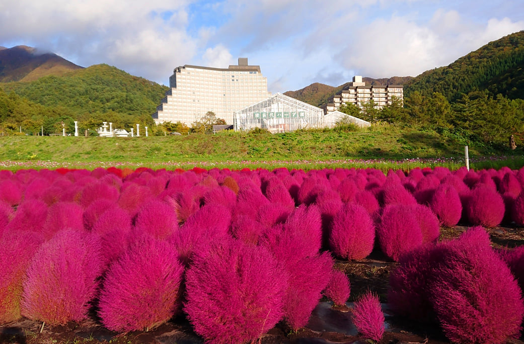 Mùa cỏ kochia nhuộm đỏ khắp Nhật Bản - Ảnh 4.