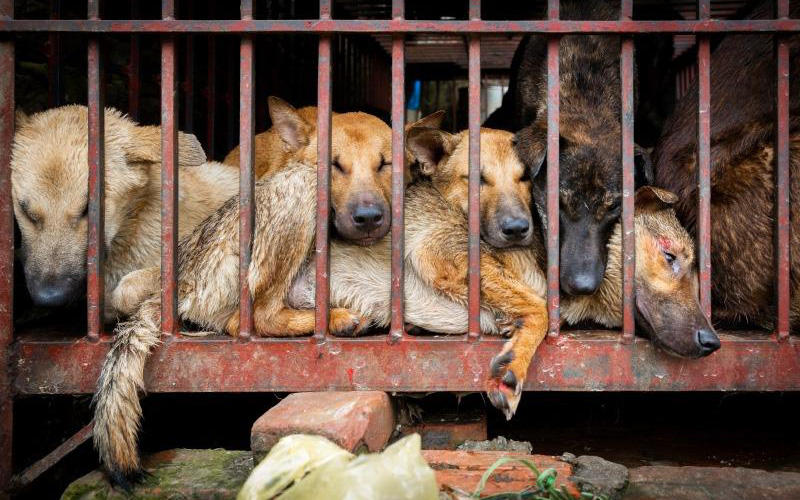 Từ phong trào phát động không ăn thịt chó ở Hàn Quốc: Đã đến lúc người Việt cũng nói không với... thịt chó?