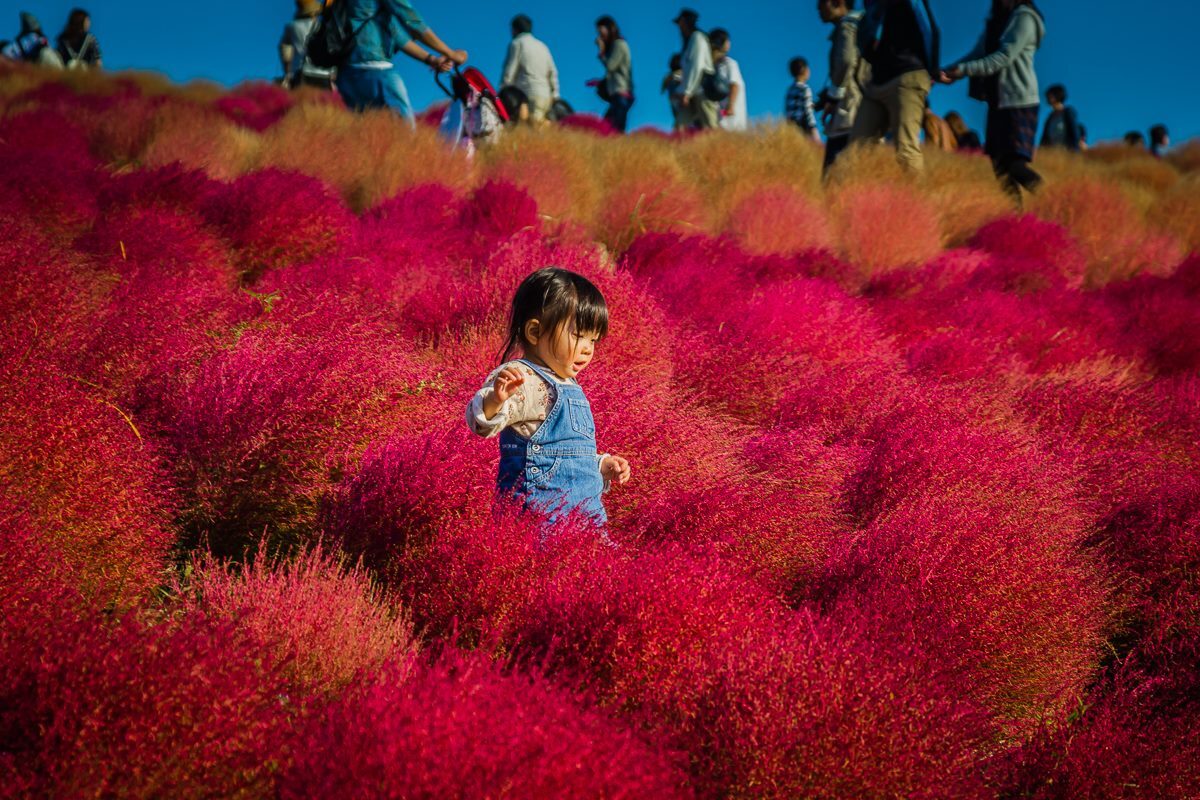 Mùa cỏ kochia nhuộm đỏ khắp Nhật Bản - Ảnh 5.