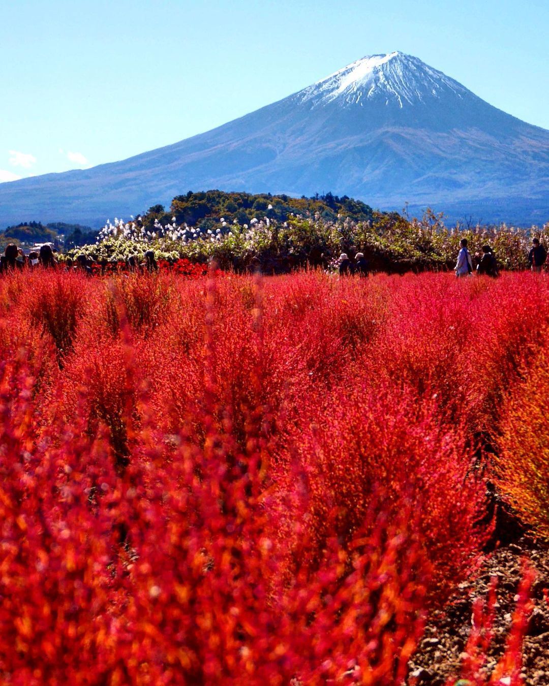 Mùa cỏ kochia nhuộm đỏ khắp Nhật Bản - Ảnh 6.