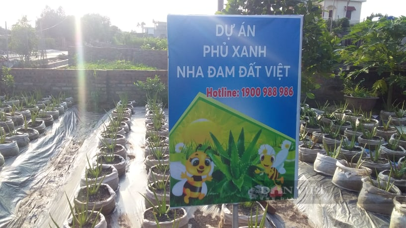 Hải Dương: Quyết định dừng dự án “phủ xanh nha đam đất Việt” của Công ty Biobee Việt Pháp - Ảnh 2.