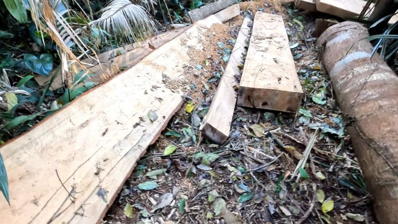 Đắk Nông: Cần vào cuộc làm rõ nhiều cây gỗ bị đốn hạ Tại Khu du lịch sinh thái thác Đắk G’lun - Ảnh 1.