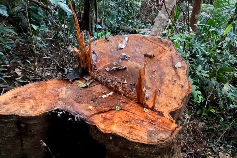 Đắk Nông: Cần vào cuộc làm rõ nhiều cây gỗ bị đốn hạ Tại Khu du lịch sinh thái thác Đắk G’lun - Ảnh 2.