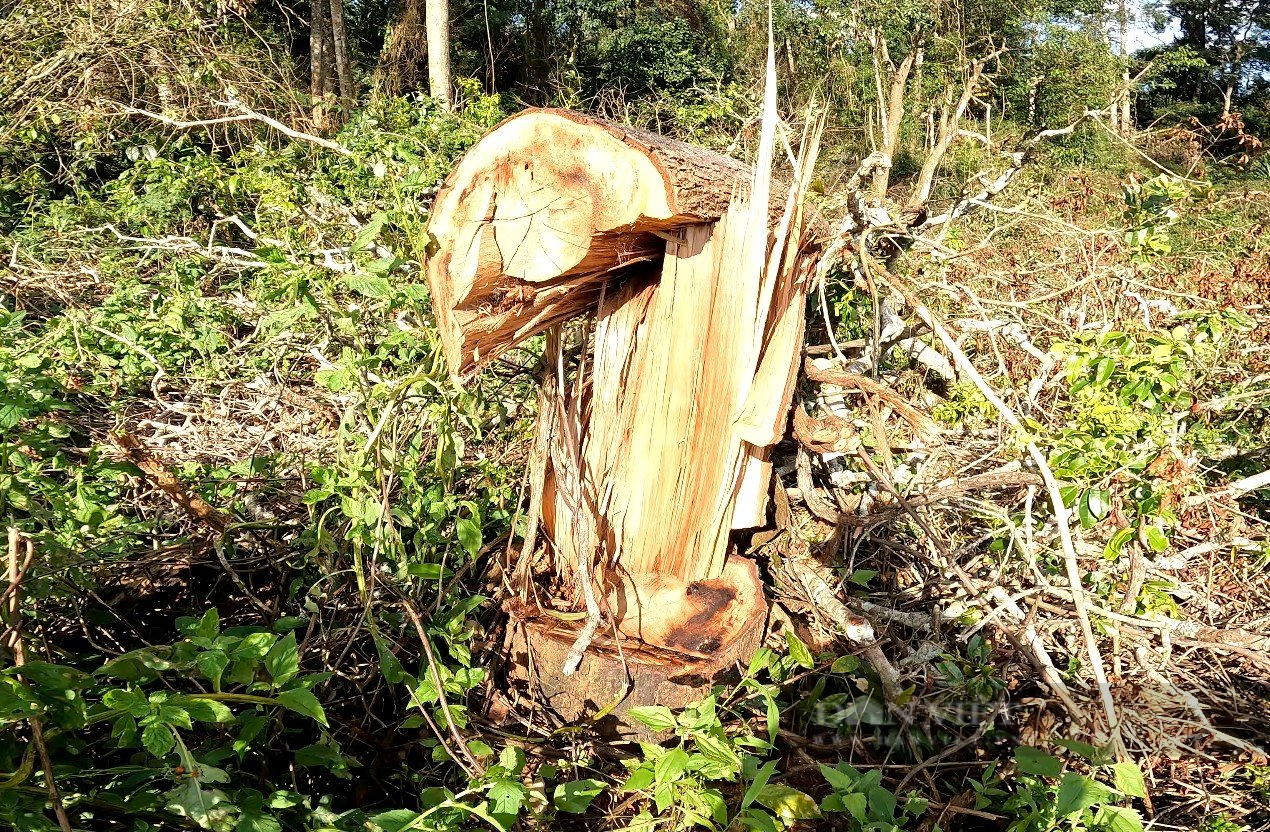 Đắk Nông: Cần vào cuộc làm rõ nhiều cây gỗ bị đốn hạ Tại Khu du lịch sinh thái thác Đắk G’lun - Ảnh 3.