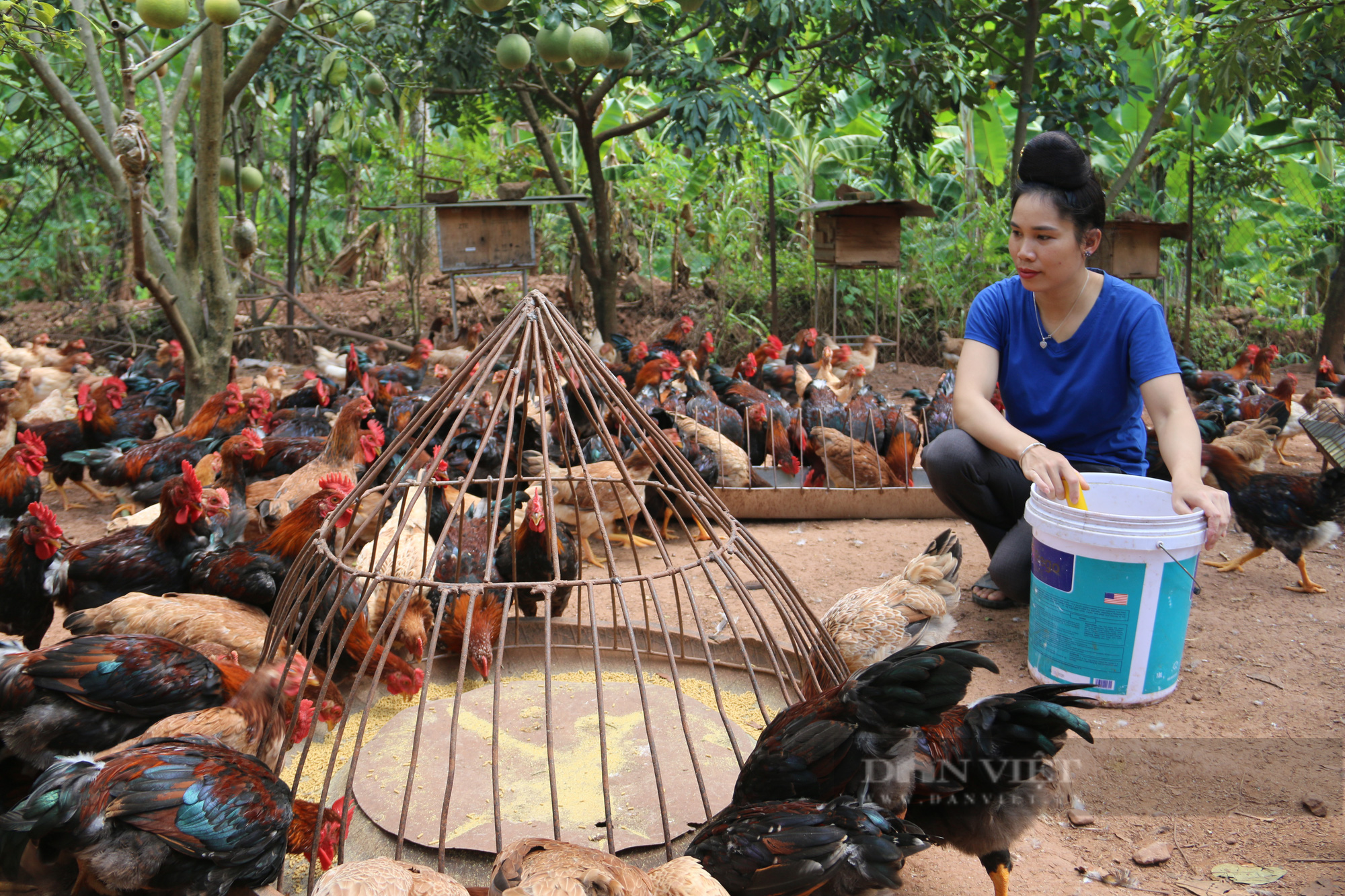 Thiếu nữ Thái nuôi gà Lạc Thủy thả vườn cho thu nhập khá giả - Ảnh 2.