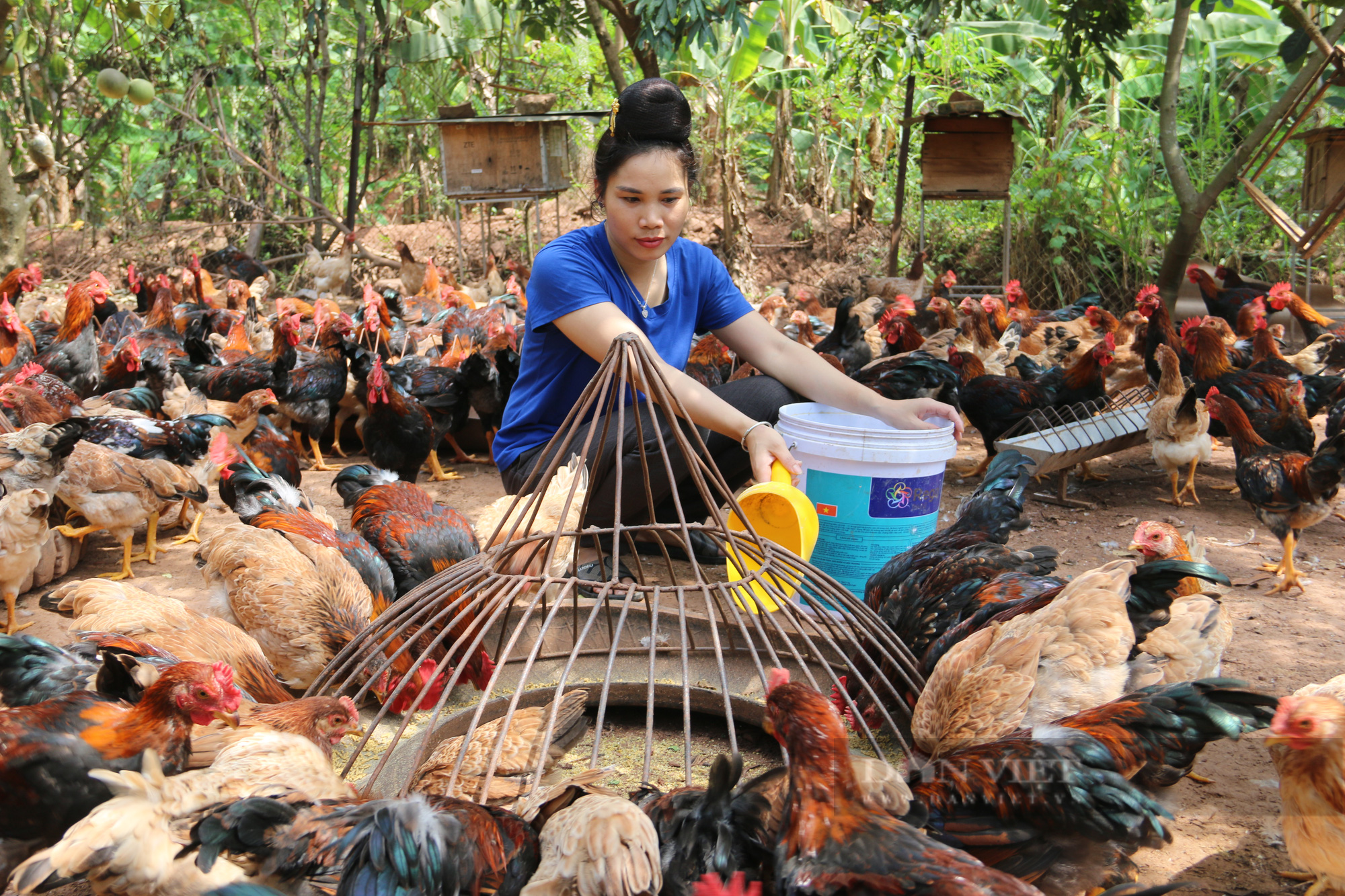 Thiếu nữ Thái nuôi gà Lạc Thủy thả vườn cho thu nhập khá giả - Ảnh 4.