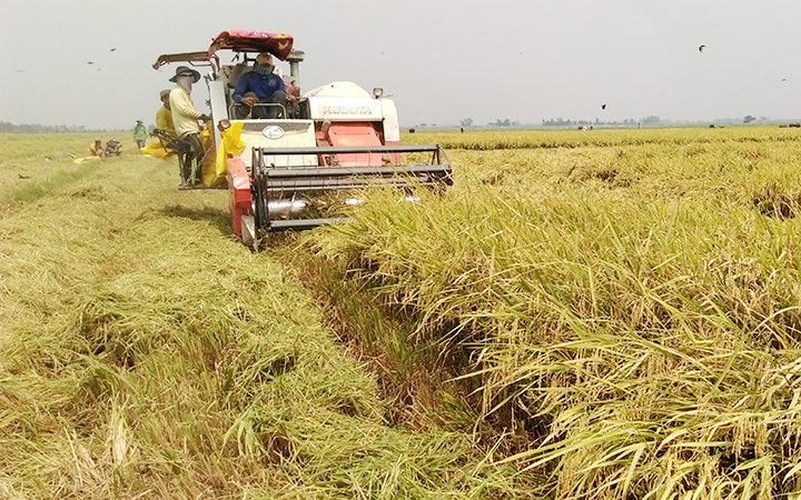 Tăng lợi nhuận cho người trồng lúa - Ảnh 1.