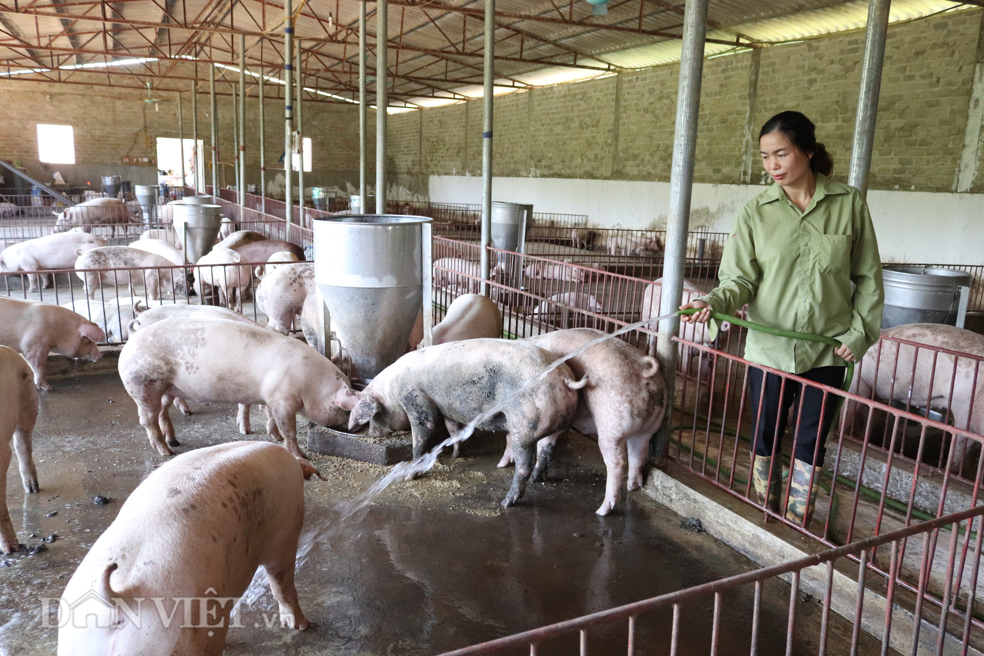 Không chỉ Việt Nam, Trung Quốc cũng đối mặt khủng hoảng giá lợn hơi giảm vì đàn lợn khổng lồ sinh sôi   - Ảnh 1.