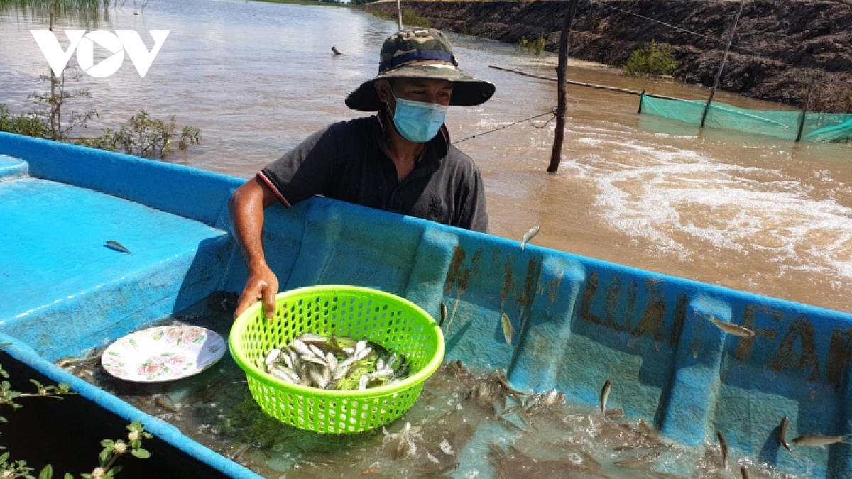 Nuôi cá linh, nuôi tôm càng xanh trong ruộng lúa mùa lũ, nông dân tỉnh Đồng Tháp &quot;bỏ túi&quot; hàng tỷ đồng - Ảnh 3.