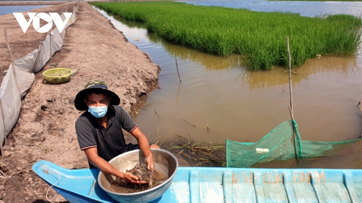 Nuôi cá linh, nuôi tôm càng xanh trong ruộng lúa mùa lũ, nông dân tỉnh Đồng Tháp &quot;bỏ túi&quot; hàng tỷ đồng - Ảnh 1.