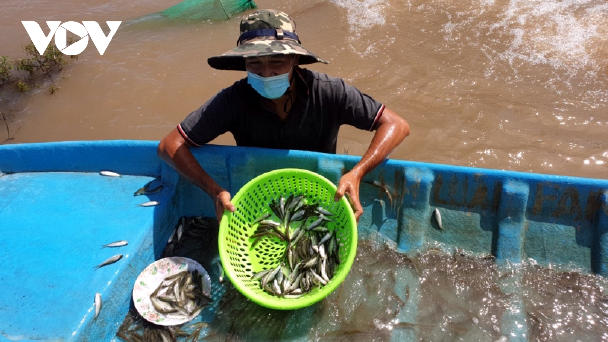 Nuôi cá linh, nuôi tôm càng xanh trong ruộng lúa mùa lũ, nông dân tỉnh Đồng Tháp &quot;bỏ túi&quot; hàng tỷ đồng - Ảnh 4.