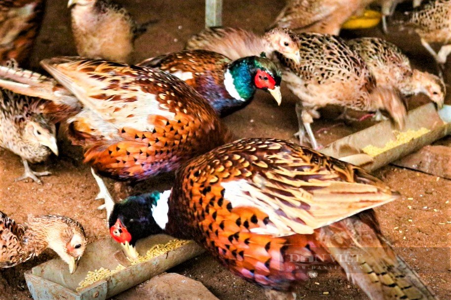 Kỹ thuật nuôi chim trĩ kỳ 1 Ba kỹ thuật nuôi chim trĩ thành công nông  dân cần nắm chắc