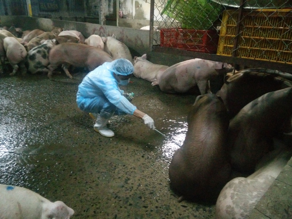 Thứ trưởng Bộ Y tế Trương Quốc Cường và những lình xình liên quan đến việc cấp phép chất tạo nạc thịt lợn Salbutamol  - Ảnh 1.